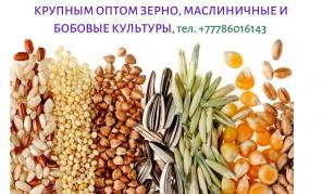 Экспорт с Казахстана зерновых, масличных и бобовых, тел. +77786016143