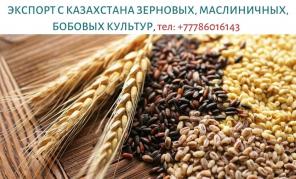 Экспорт с Казахстана зерновых, масличных и бобовых, тел. +77786016143